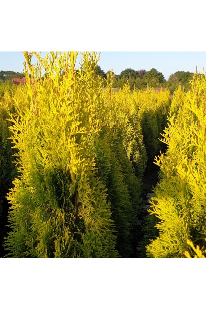 Туя Брабант із жовтим відтінком навесні